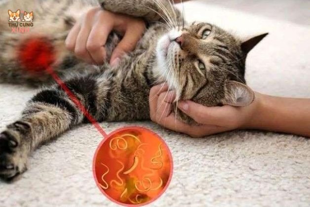Mắc các bệnh lý mèo nôn ra dịch vàng và búi lông