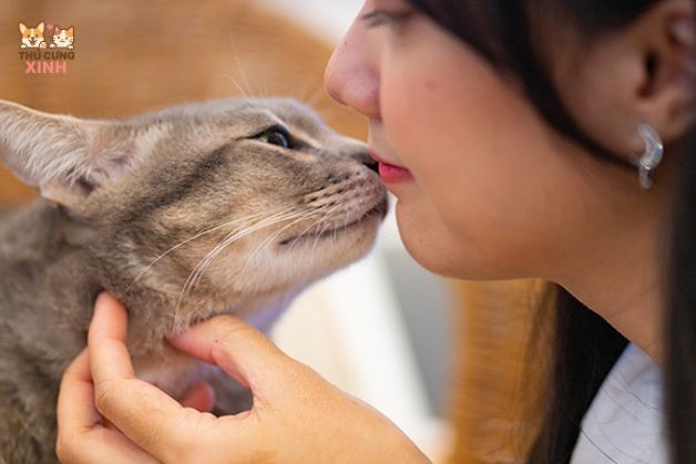 Mèo liếm bạn vì coi bạn như người thân trong gia đình