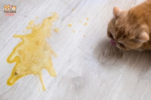 Nguyên nhân mèo nôn ra dịch vàng do bỏ ăn